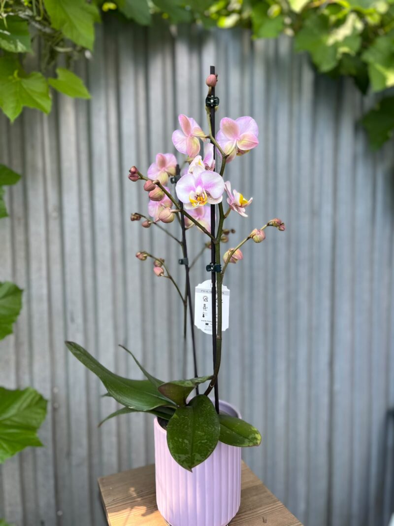Phalaenopsis carola | Storczyk