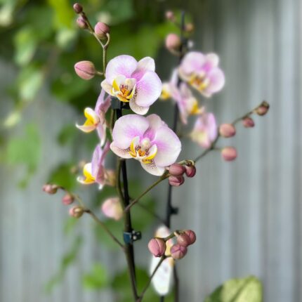 Phalaenopsis carola | Storczyk