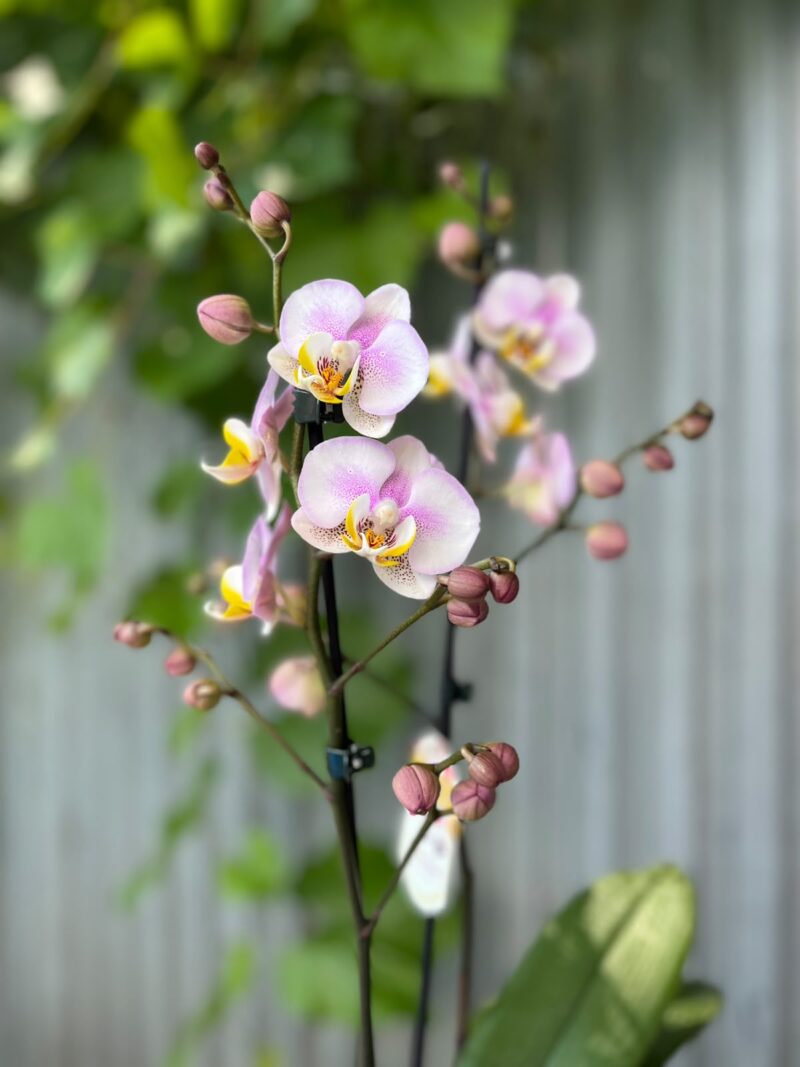 Phalaenopsis carola | Storczyk