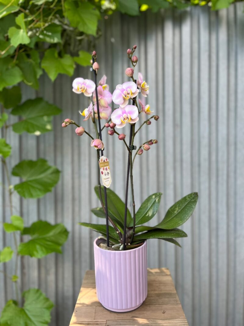 Phalaenopsis carola | Storczyk