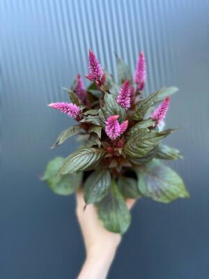 Celosia Merida Pink