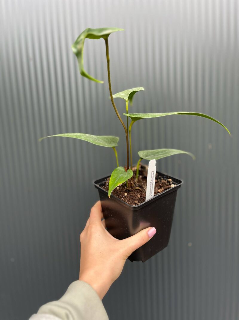 Anthurium Nigrolaminum × Anthurium papillilaminum