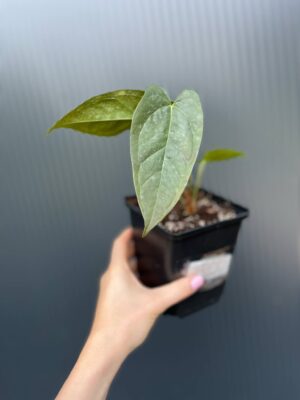 Anthurium papillilaminum × Anthurium pedatum