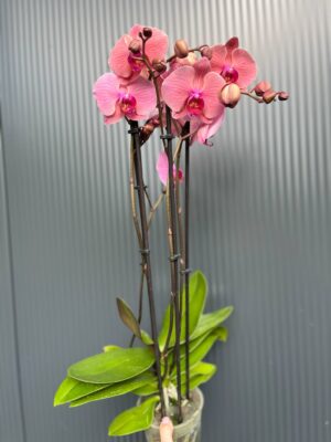Phalaenopsis Fancy Clementine | Storczyk