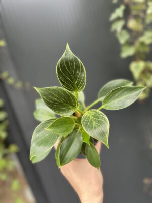 Philodendron Birkin