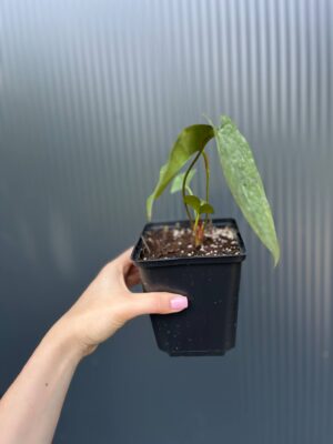 Anthurium papillilaminum × Anthurium pedatum