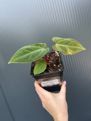 Anthurium Eureka × Anthurium dressleri