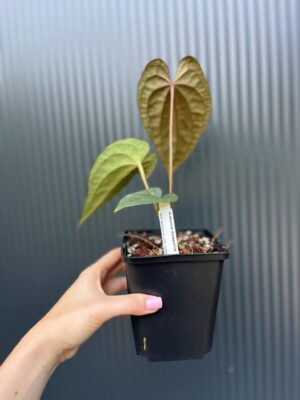 Anturium Ximeportilla (Anth. papillilaminum x Anth. luxurians)