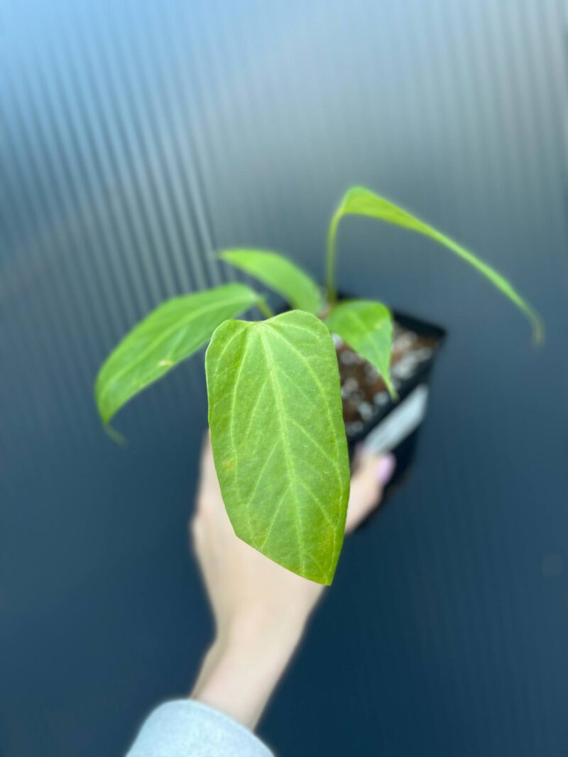 Anthurium Yasumi Heart (anth. magnificum x anth. moronense)