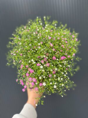 Gipsówka Gypsophila muralis ‘Gypsy’