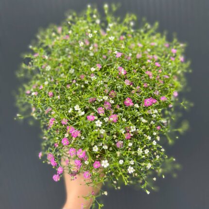 Gipsówka Gypsophila muralis ‘Gypsy’