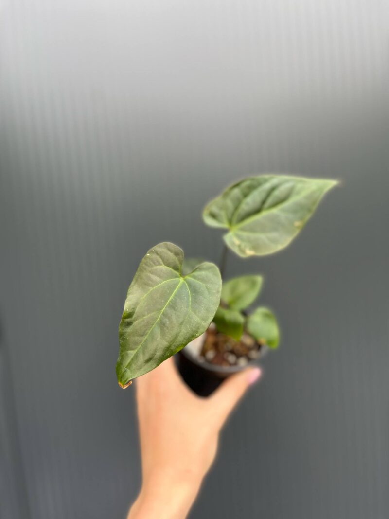 Anthurium Patrick Legendrio – Anthurium Crystal Sky × Andean Moon Anthurium Patrick Legendrio – Anthurium Crystal Sky × Andean Moon