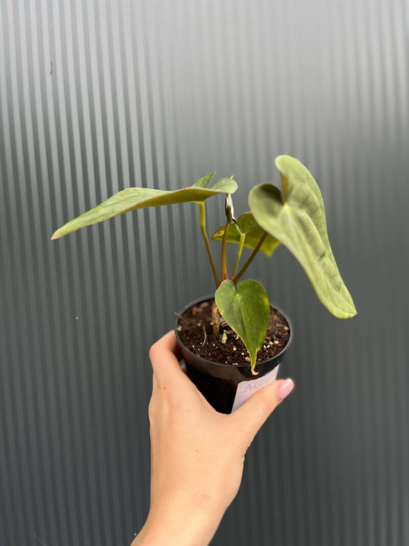 Anthurium Wonderland