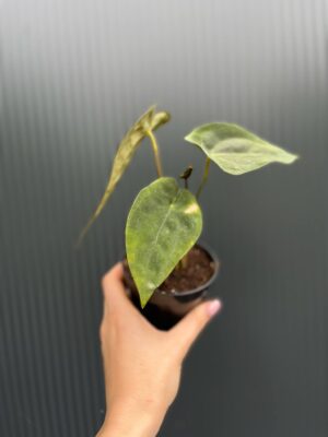 Anthurium Wonderland