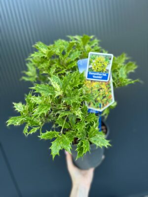 Osmanthus heterophyllus ‘Goshiki’