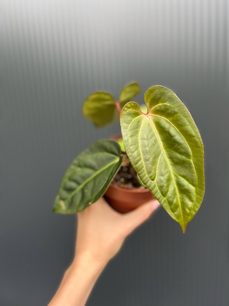 Anthurium Red Gunsal Anthurium Red Gunsal