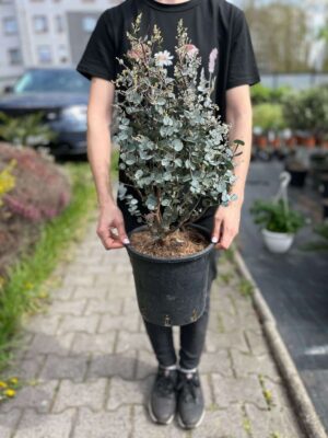 Eukaliptus gunni