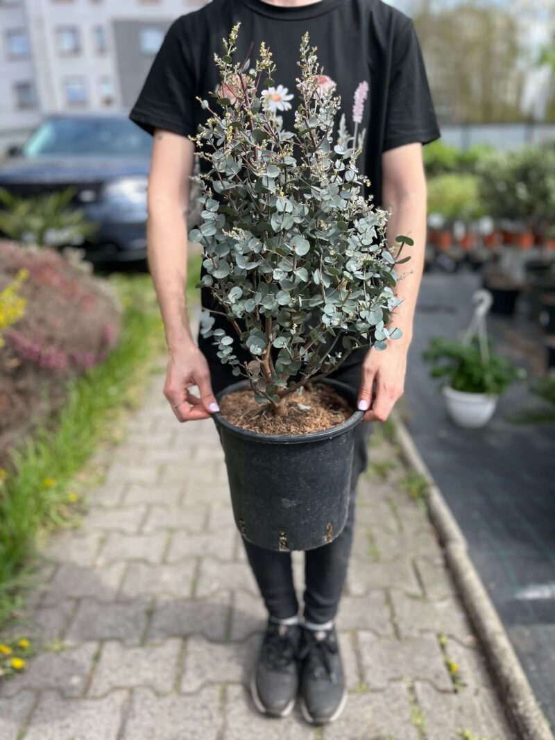 Eukaliptus gunni