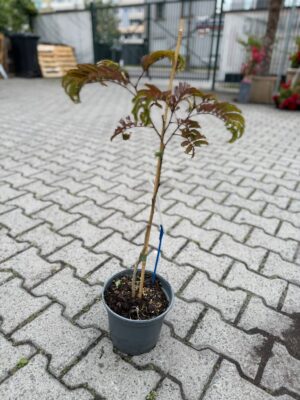 Albizia julibrissin ‘Summer Chocolate’