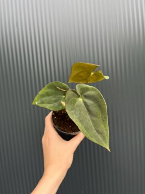 Anthurium Wonderland