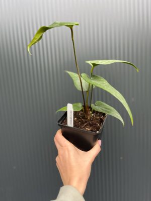 Anthurium Nigrolaminum × Anthurium papillilaminum