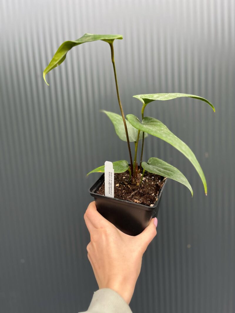 Anthurium Nigrolaminum × Anthurium papillilaminum
