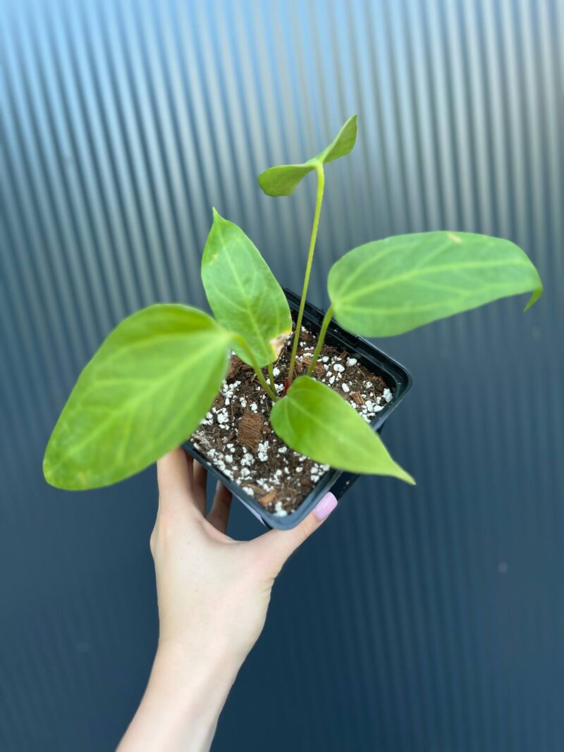 Anthurium Yasumi Heart (anth. magnificum x anth. moronense)