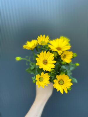 Osteospermum – Stokrotka afrykańska