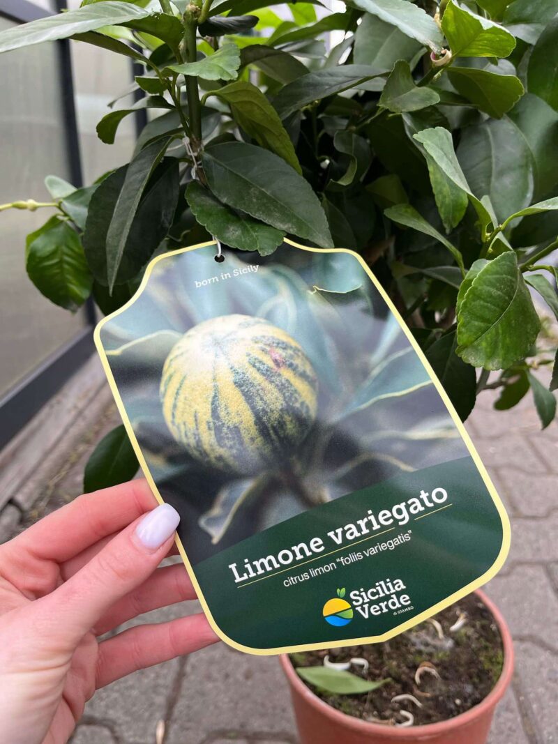 Cytrus Limon Variegata