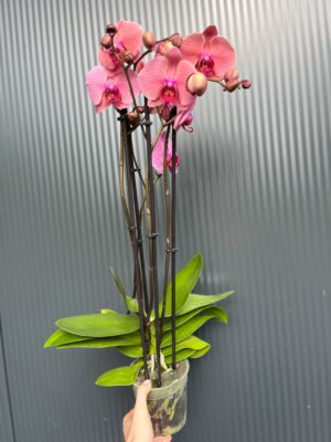 Phalaenopsis Fancy Clementine | Storczyk