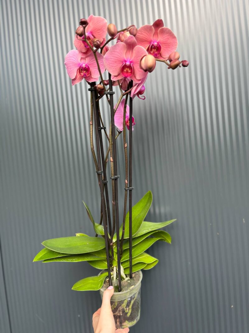 Phalaenopsis Fancy Clementine | Storczyk