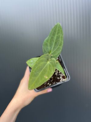 Anthurium Eureka × Anthurium dressleri