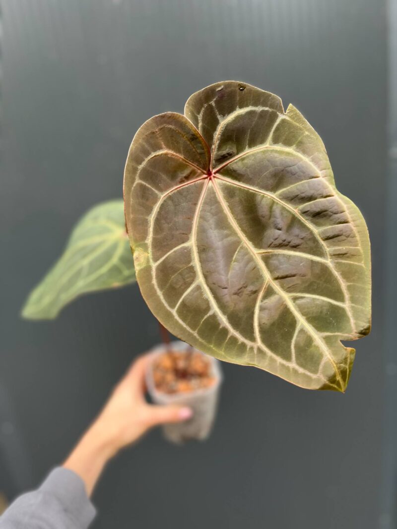 Dockblock Anthurium Purple Rain® ’27 x Michelle® ‘1’ Dockblock Anthurium Purple Rain® ’27 x Michelle® ‘1’