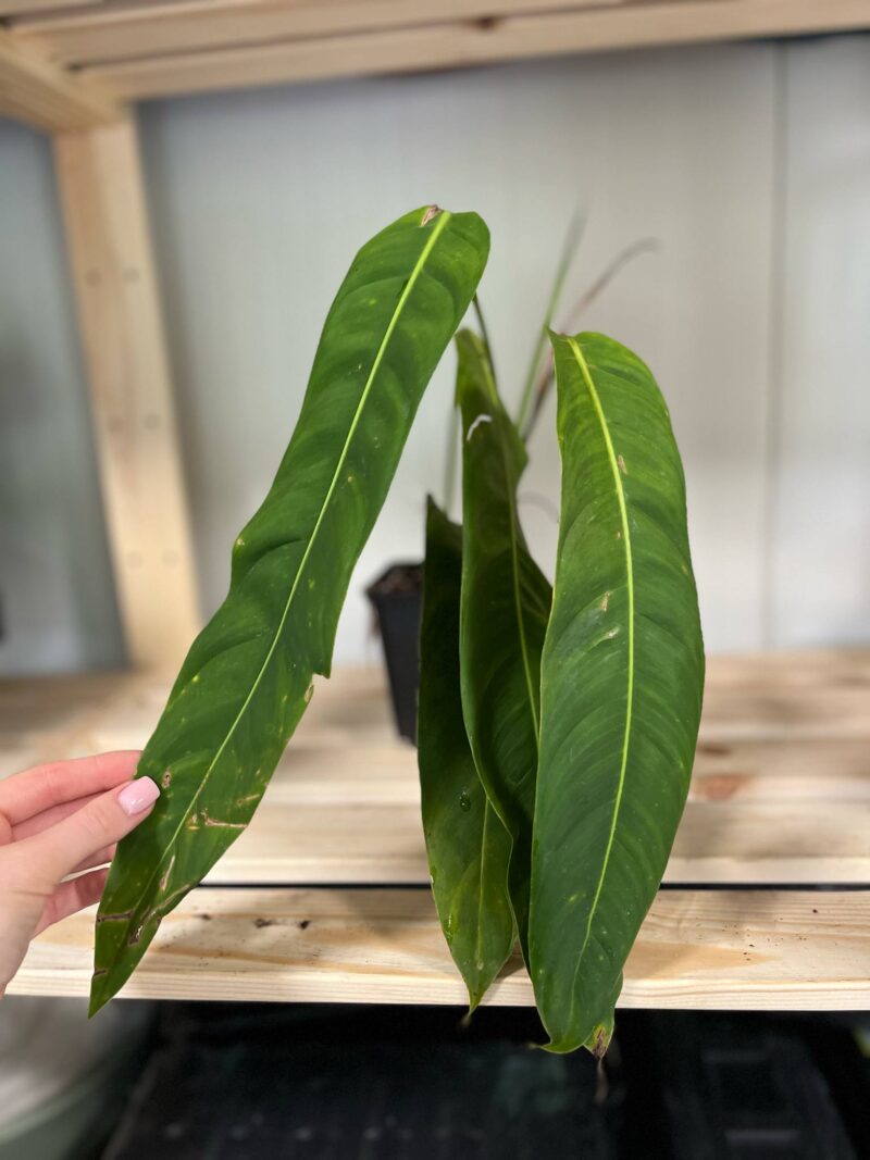 Philodendron Patriciae