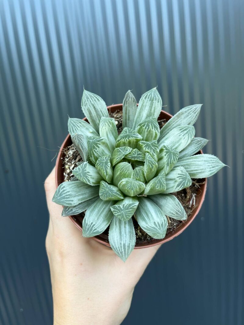 Haworthia cymbiformis Haworthia cymbiformis