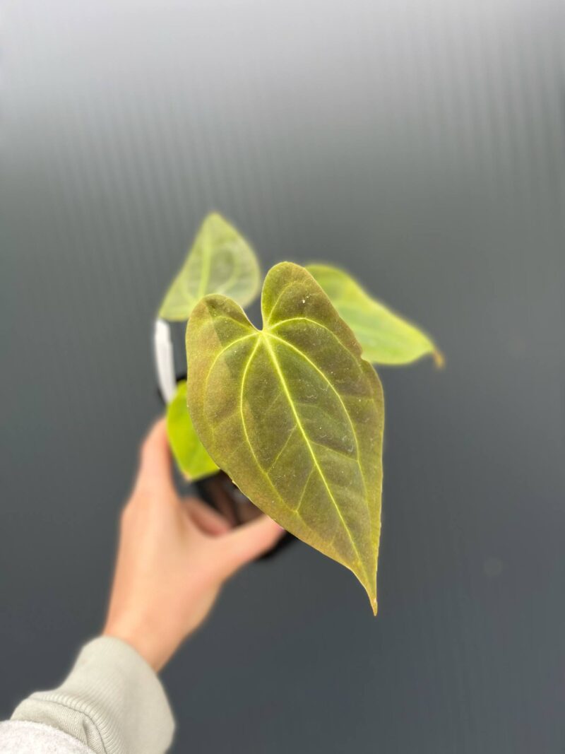 Anthurium Ecuagenera Green Soul x Anthurium Papillilaminum Anthurium Ecuagenera Green Soul x Anthurium Papillilaminum