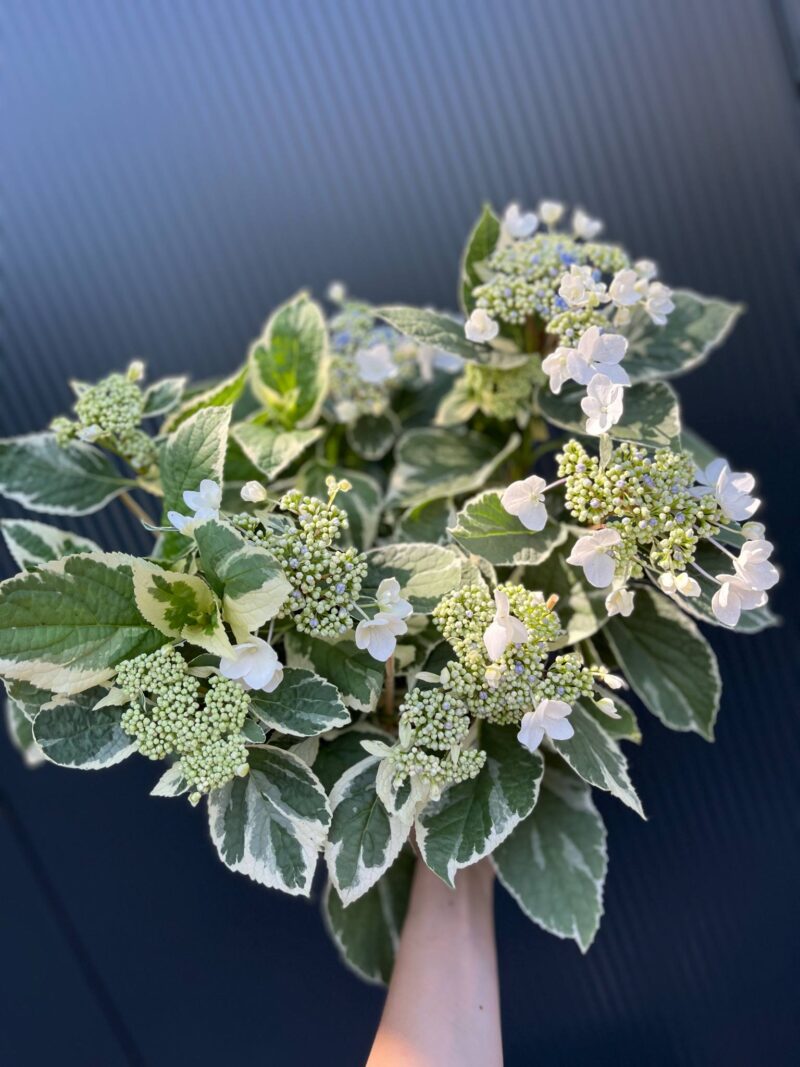 Hortensja ogrodowa variegata | Hydrangea macrophylla ‘Variegata’ Hortensja ogrodowa variegata | Hydrangea macrophylla ‘Variegata’