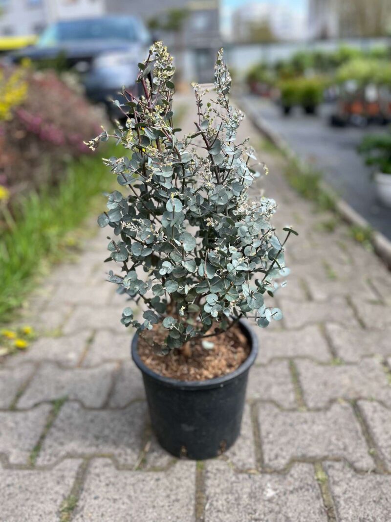 Eukaliptus gunni