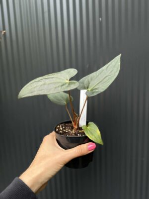 Anthurium Jungle Dreams x Papillilaminum