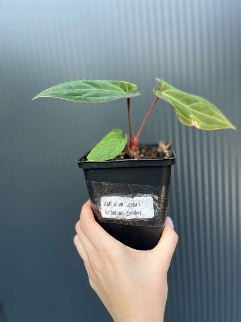 Anthurium Eureka × Anthurium dressleri