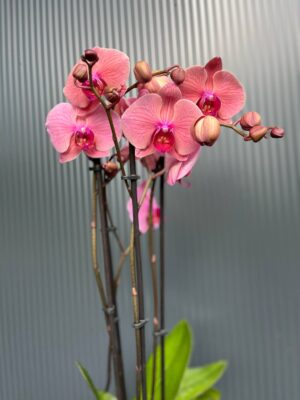 Phalaenopsis Fancy Clementine | Storczyk