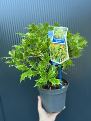 Osmanthus heterophyllus ‘Goshiki’