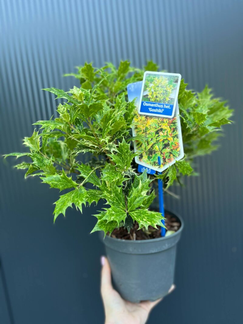 Osmanthus heterophyllus ‘Goshiki’