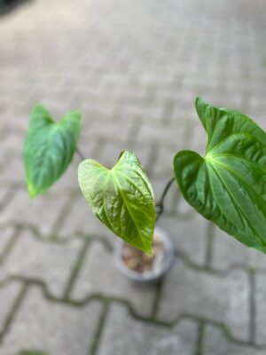 Anthurium Mystery (Anth. sagittatum ‘Slim’ x Anth. besseae aff)