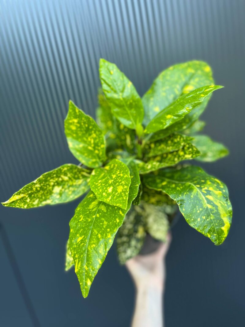 Aucuba japońska ‘Crotonifolia’