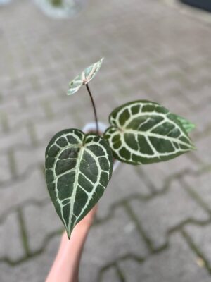 Dockblock Anthurium Zara® x Michelle®