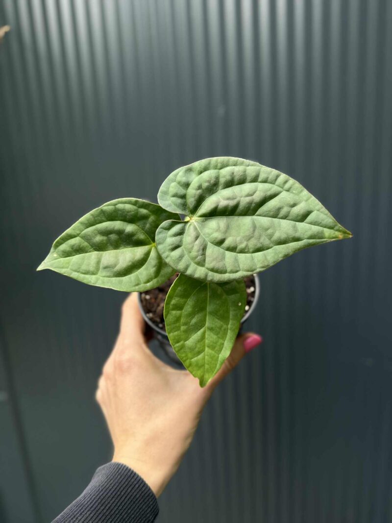 Anthurium Raven Soul
