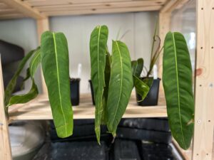 Philodendron Patriciae