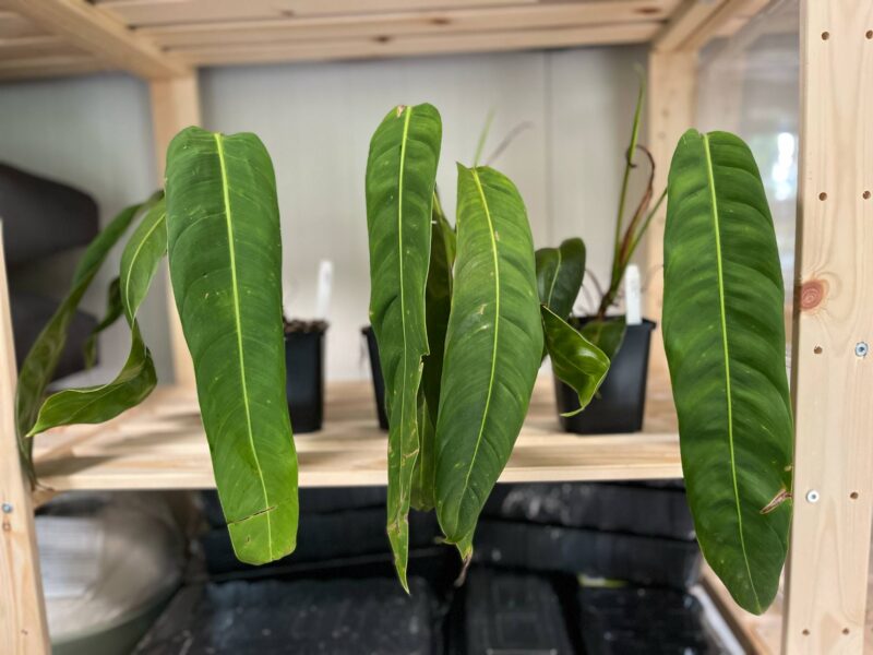 Philodendron Patriciae