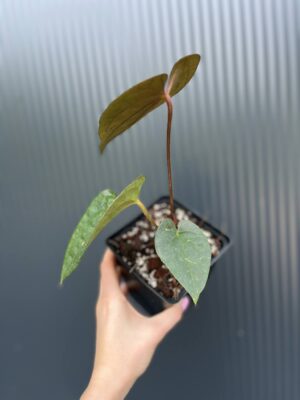Anturium Ximeportilla (Anth. papillilaminum x Anth. luxurians)